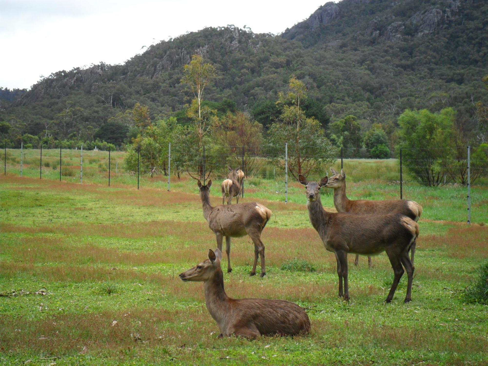 Grampians Chalets Halls Gap Zewnętrze zdjęcie