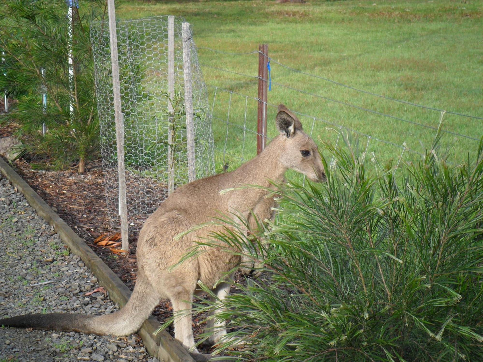 Grampians Chalets Halls Gap Zewnętrze zdjęcie