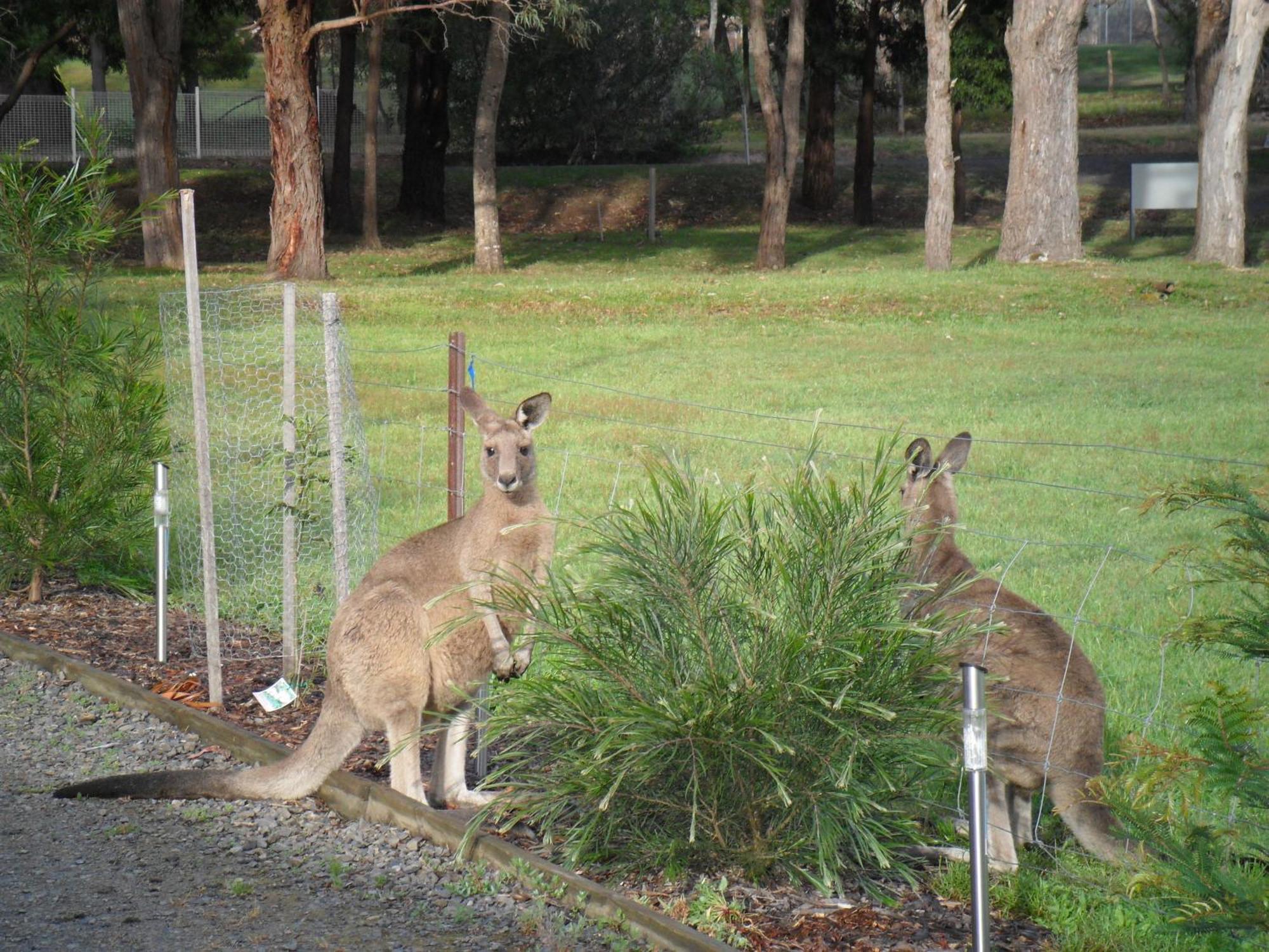 Grampians Chalets Halls Gap Zewnętrze zdjęcie
