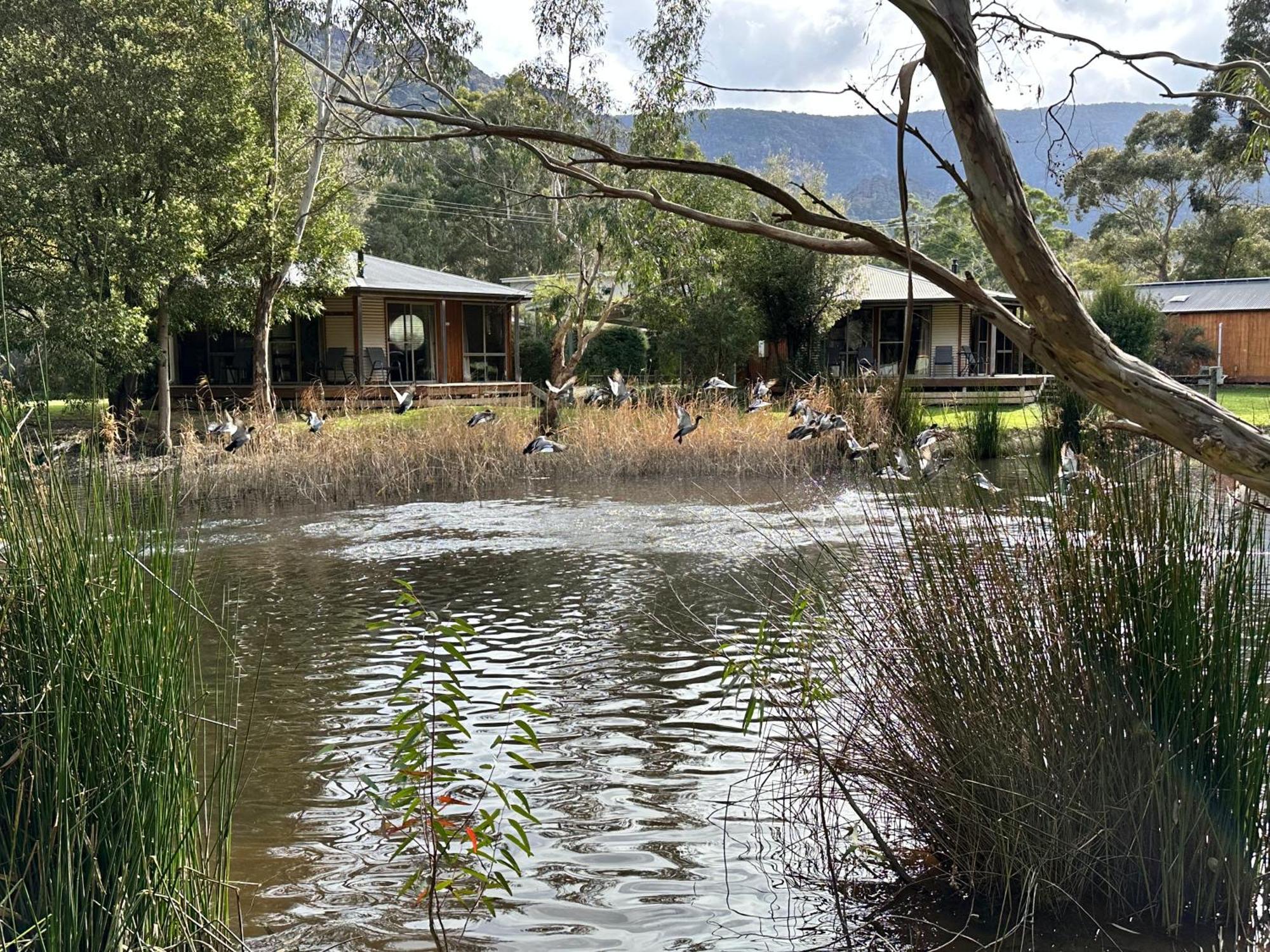 Grampians Chalets Halls Gap Zewnętrze zdjęcie